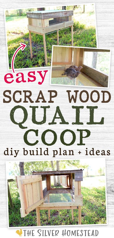 a collage of 3 images showing a scrap wood quail coop made of pallet wood and Coturnix quails inside the homemade cage appear on a white wood background with text that reads easy scrap wood quail coop diy build plan ideas + images Small Quail Coop, Quail Coop Diy, Quail Coop Ideas Diy, Quail Coop Ideas, Keeping Quail, Backyard Quail, Quail Chicks, Pallet Coop, Quail Pen