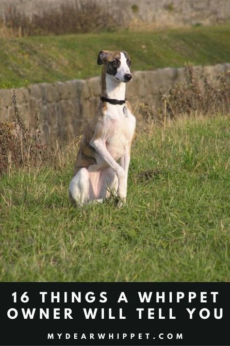 A Whippet with its paw raised! Whippet Dog Puppy, Whippet Puppy, Whippet Puppies, Whippet Dog, My Hope, Hope Is, Whippet, What Is Life About, Mans Best Friend