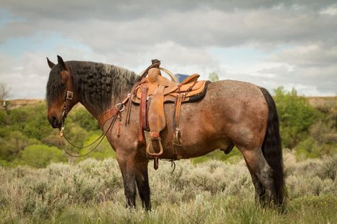 Draft Mare — Quarter horse x Brabant draft cross gelding. Quarter Horse, Horses, Animals, Quick Saves, Art