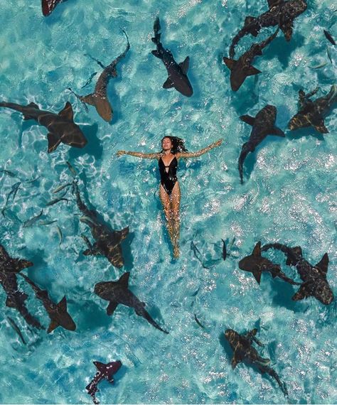 🌎  EarthPix  🌎 on Instagram: “Swimming with sharks 🦈 in the Bahamas 🇧🇸 would you dare? Tag the person you would do this with. Photo by @federicadelsale . . . . . . .…” Swimming With Sharks, Swimming In The Ocean, Beach Honeymoon Destinations, Beach Honeymoon, Hawaii Luau, Destination Voyage, Dream Travel Destinations, The Bahamas, In The Ocean