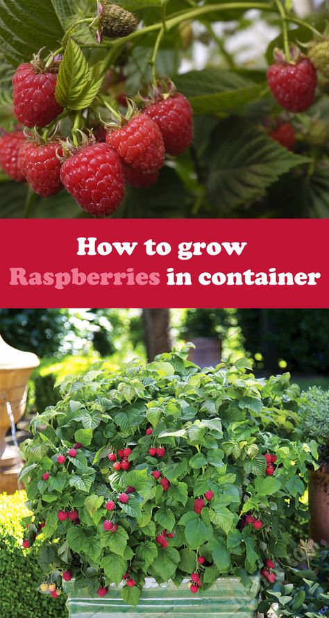 Planting Raspberries, How To Grow Raspberries, Grow Raspberries, Gemüseanbau In Kübeln, Gardening Tips And Tricks, Growing Raspberries, Raspberry Plants, Indoor Vegetables, Indoor Vegetable Gardening