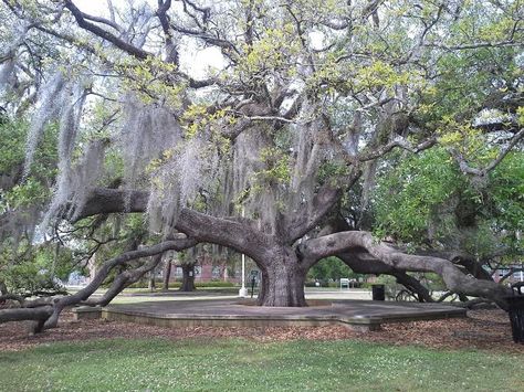 The Friendship Oak at the Southeastern Louisiana University in Hammond, LA Southeastern Louisiana University, Hammond Louisiana, The Friendship, Louisiana State, Big Easy, Gulf Coast, Louisiana, Vision Board, University