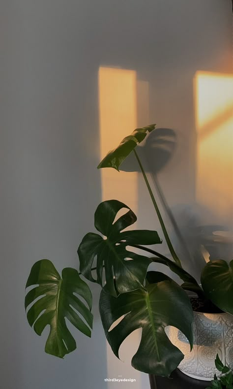 Monstera Wallpaper Aesthetic, Plants Indoor Aesthetic, Leaf Background Aesthetic, Monstera Plant Wallpaper, Plante Aesthetic, Indoor Plant Aesthetic, Plant Aesthetic Wallpaper, Monstera Plant Aesthetic, Monstera Aesthetic