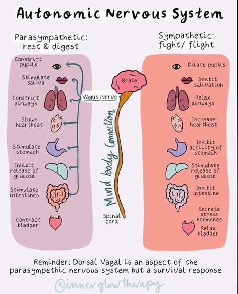 Parasympathetic Vs Sympathetic, Sympathetic And Parasympathetic, Sympathetic Nervous System, Nervus Vagus, Flight Response, Psychology Notes, Basic Anatomy And Physiology, Psychology Studies, Mental Health Activities