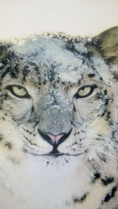 The biggest challenge in life is being yourself...... in a world trying to make you like someone else. Leopard Iphone Wallpaper, Snow Leapords, Leopard Face Paint, Leopard Makeup Halloween, Snow Leopard Wallpaper, Leopard Photography, Leopard Sketch, Snow Leopard Drawing, Snow Panther