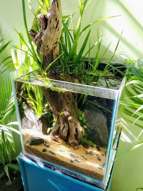 Betta Fish Natural Habitat, Natural Betta Fish Tank, Betta Paludarium, Betta Fish Aquascape, Betta Setup, Natural Fish Tank Ideas, Betta Fish Tank Ideas Aquascaping, Betta Aquascape, Natural Fish Tank