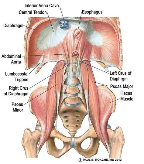 Core Anatomy, Muscles Anatomy, Abdominal Aorta, Yoga Anatomy, Human Body Anatomy, Muscle Anatomy, Human Anatomy And Physiology, Yoga School, Medical Anatomy