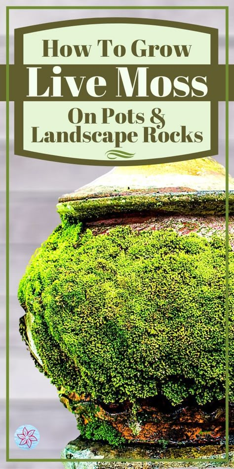 Moss Covered Pots, Growing Moss On Rocks, How To Grow Moss Lawn, Moss Terrarium Ideas Unique, Mini Moss Garden, How To Grow Moss On Anything, How To Grow Moss Indoors, How To Grow Moss, Moss Garden Indoor