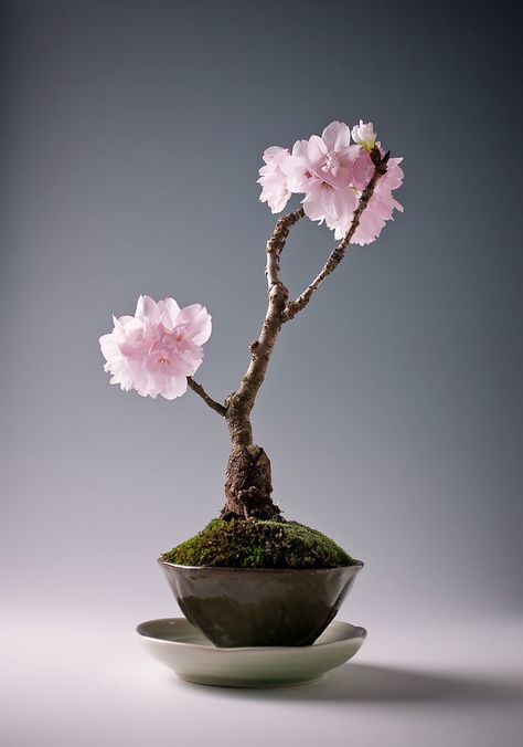 Sacura ?    I do not know what kind of bonsai is this Sakura Bonsai, Buy Bonsai Tree, Bonsai Mame, Flowering Bonsai Tree, Mame Bonsai, Bonsai Flower, Mini Bonsai, Indoor Bonsai, Blossom Garden