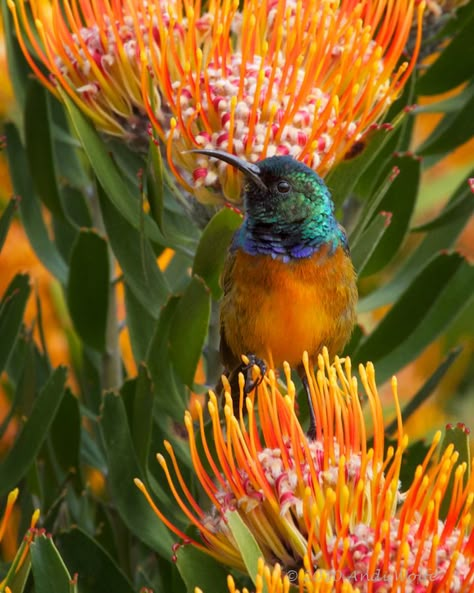 Orange Breasted Sunbird, Bird Sitting, Amazing Birds, Bird Photos, Colorful Bird, Nature Birds, Noah's Ark, Orange And Green, Exotic Birds