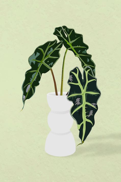 Aesthetic Plant Drawing Ideas, Indoor Plant Photography, Plant In Pot Illustration, Plant Leaves Drawing, Plants Illustration Art, House Plant Illustration, African Mask Plant, Illustrated Plants, Aesthetic Vector