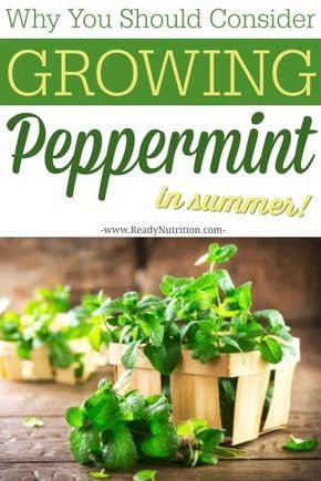 Pepermint Plant, Growing Peppermint, Mint Plant Care, Peppermint Plant, Treating Ibs, Peppermint Plants, Spice Garden, Stomach Muscles, Plant Benefits