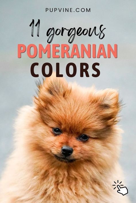 Pomeranian colors: Find out all about the shades and patterns of Pomeranians, and the ways to groom these little balls of fur! Lavender Pomeranian, Parti Pomeranian, Pomeranian Colors, Spitz Pomeranian, Pomeranian Dogs, Painting Fur, Pomeranian Dog, Pomeranian Puppy, Dog Life