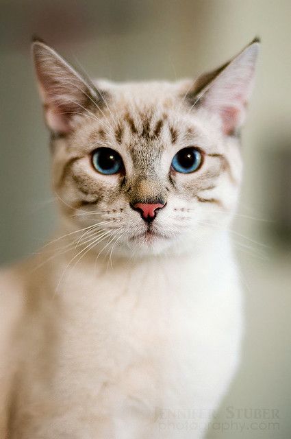 Benji | Jennifer Stuber | Flickr Rare Cats, Cat Reference, Söt Katt, Cat Pose, Animal Faces, Siamese Cats, Warrior Cats, Cats Meow, Cat Face