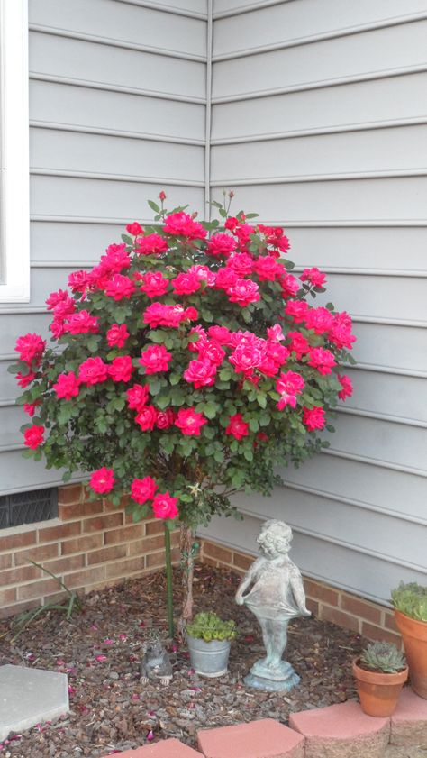 My "Knock Out" Rose Tree in the back yard. 5-2013 Knock Out Rose Tree, Tree Roses Front Yards, Rose Trees In Pots, Rose Trees Front Yard, Knockout Rose Tree, Double Knockout Roses, Roses Garden Care, Front Yard Flowers, Trees For Front Yard