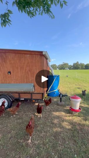 TOUR OF OUR MOBILE CHICKEN COOP TRAILER #chickentractor #chickencoop #mobilechickencoop #backyardchickens #layinghens #hens #chickencoopideas #rotationalgrazing #homestead #farmstead #homesteadinglife #chickensofinstagram #coops #eggmobile #egglayers #homesteading #smallscalefarming #smallfarm #rainwaterharvesting #regenerativeagriculture #organicfarming #rainwatercollection #rainwater #permaculture #permaculturelife | Tanner Farmstead Chicken Trailer, Fancy Chicken Coop, Chicken Yard, Big Chicken, Mobile Chicken Coop, Biggest Chicken, Fancy Chickens, Chicken Tractor, Laying Hens