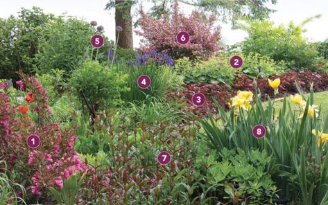 A Garden Plan for a Beautiful, Deer-Resistant Border - FineGardening Deer Resistant Garden Plans, Deer Resistant Garden, Fine Gardening Magazine, Naturalistic Garden, Deer Resistant Perennials, Bog Garden, Shade Garden Plants, Deer Resistant Plants, Garden Plan