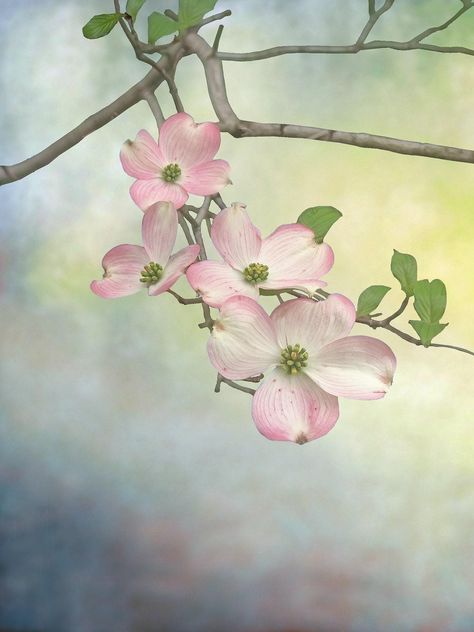 Dogwood Tree Drawing, Watercolor Dogwood Flowers, Image Flower, Flower Trees, Dogwood Tree, Tree Blossom, Dogwood Flower, Pink Dogwood, Dogwood Blossoms