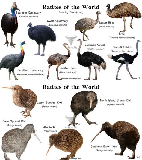 Brazil Animals, Animal Types, Tiny Baby Animals, Wild Birds Photography, Animals Name In English, Animal Infographic, Cute Pigeon, Pig Breeds, 10 Animals