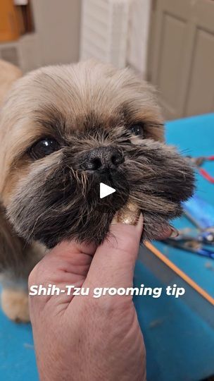 33K views · 3.5K reactions | Shih-Tzu grooming tip. Cleaning around Shih-Tzu eyes, especially the STOP area, is always a challenge. I know how to do it. Follow me for more grooming tips. #shihtzu #groomingtips #grooming #groomer #doggrooming #doggroomer #Zolitta #zolittashears #smartgrooming | Olga Zabelinskaya | olgazabelinskaya · Original audio Japanese Dog Grooming, Dog Grooming Shih Tzu, Shih Tzu Haircuts, Shih Tzu Grooming, Dog Grooming Styles, Grooming Style, Dog Eyes, Eye Area, Dog Grooming