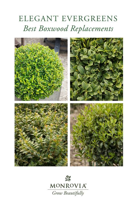 Need ideas for evergreen alternatives to #boxwoods? Try the cute and clippable Shear Genius™ Cotoneaster, Monrovia's new Emerald Boxer™ Japanese Holly, the tiny toothed leaves of Crownshine™ Osmanthus, or the remarkably cold-hardy Nordic™ Inkberry, a selection of a native North American shrub with berries for birds. Find even more compact, colorful, and elegant evergreens to replace boxwoods in areas bothered by blight in our full list of alternatives. Gem Box Inkberry Holly, Strongbox Inkberry Holly, Inkberry Holly Landscape, Soft Touch Holly Landscaping, Japanese Holly Landscaping, Japanese Holly Shrub, Boxwood Alternative, Sprinter Boxwood, Inkberry Holly