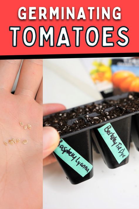 Germinating tomato seeds fast Seed Planting Guide, Planting Tomatoes, Growing Tomato, Tomatoes Growing, Tomato Seed, Seed Planting, Growing Tomato Plants, Grow Tomatoes, Planting Guide