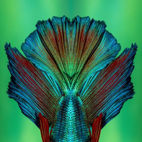 Yearbook Photography, Iridescent Fish, Photography Composition, Group Project, Composition Photography, Fish Tail, Abstract Nature, Usa Travel, Betta Fish