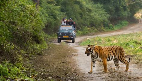 15 Best Places To Visit In India With Friends On A Trip In 2019 Corbett National Park, Safari Online, Jim Corbett National Park, Jim Corbett, Wild Elephant, Mussoorie, Nainital, Wildlife Safari, Deer Park