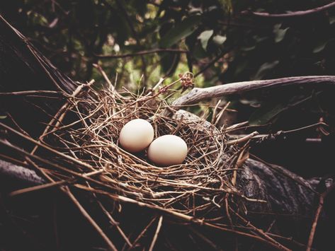 Wild pigeon eggs Pigeons Nest, Pigeon Nest, 2nd Grade Worksheets, Bird Nest, Personal Project, Pigeon, 2nd Grade, My Pictures, Art Inspo