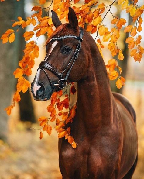 Fall Horse Photography, Pictures With Horses, Beautiful Horses Photography, Horse And Human, Cute Horse Pictures, Beautiful Horse Pictures, Horse Artwork, Horse Wallpaper, Most Beautiful Horses