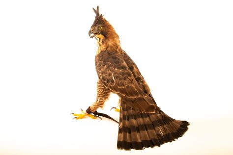 An endangered Javan hawk-eagle (Nisaetus bartelsi) at Bali Bird Park in Indonesia. Hawk Eagle, Joel Sartore, Wild Animal, Animals Wild, Bali, Indonesia, Birds, Animals