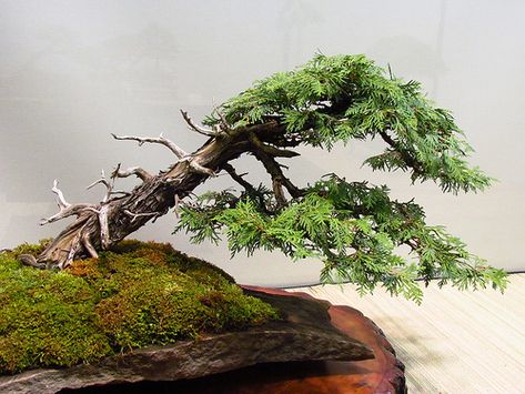 Eastern White Cedar, Fall Show, Toronto Bonsai Society, To… | Flickr Cedar Bonsai, Windswept Bonsai, Growing Bonsai, Bonsai Inspiration, Eastern White Cedar, Bonsai Pruning, Prunus Mume, Eastern Red Cedar, Bonsai Forest