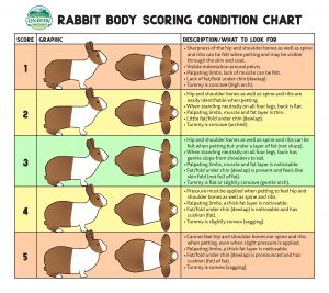 Oxbow Animal Health | How to Tell If Your Rabbit or Guinea Pig is Overweight or Underweight | Rabbit Information, Show Rabbits, Rabbit Diet, Meat Rabbits, Pigs Eating, Raising Rabbits, Pet Bunny Rabbits, Small Mammals, Bunny Care