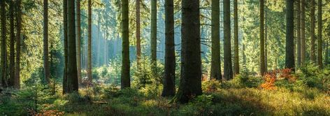 Forest Panorama, Sunny Forest, Trees In Autumn, Spruce Trees, Over 9000, Tree Species, Spruce Tree, Land Scape, Photo Image