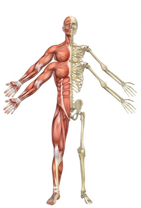 Skeleton Muscles, Arm Anatomy, Arm Drawing, Skeleton Anatomy, Humanoid Creatures, Human Skeleton, Four Arms, Body Reference Drawing, Bones And Muscles