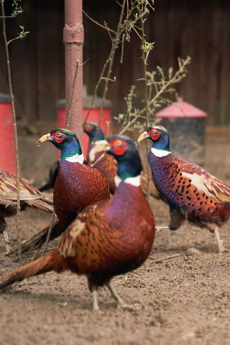 Tips To Feeding Pheasants Pheasant Enclosures, Pheasant Coop, Raising Pheasants, Pheasant Farm, Common Pheasant, Raising Quail, Ring Necked Pheasant, Houses Exterior, Poultry Farming