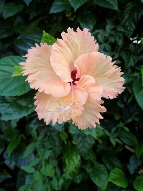 Hibiscus Plant, Hawaiian Hibiscus, Hybrid Tea Roses, Unusual Flowers, Rare Flowers, Beautiful Rose Flowers, Pretty Plants, Beautiful Flowers Pictures, Exotic Flowers