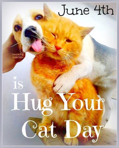 June 4th is Hug Your Cat Day. Hug Your Cat Day, National Cat Day, Cat Hug, Hug Quotes, Small Cat, Cat Behavior, Cat Birthday, All About Cats, Hug You