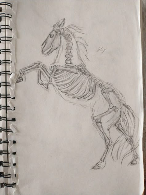 Horse skeletal structure, drawing, sketch Rearing Horse Sketch, Horse Skeleton Drawing, Horse Base Drawing, How To Draw Horse, Riding Horse Drawing, Cute Horse Drawing, Horse Sketch Art, Equine Art Pencil Drawings, Draw Horse