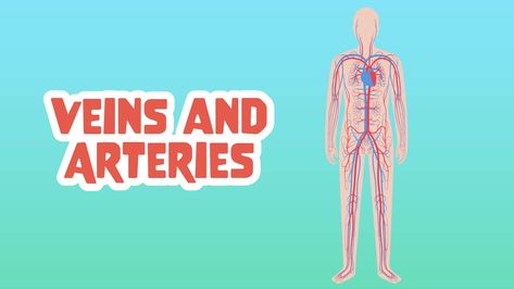 Veins and Arteries Facts for Kids – 5 Adorable Facts about Veins and Arteries Parent Teacher Communication, Digital Safety, Science Literacy, Health And Physical Education, Safety And First Aid, Inclusion Classroom, Interview Skills, Parental Guidance, Career Exploration