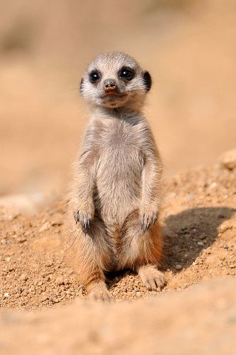 «Hello everybody!» | A sweet standing baby meerkat. He was j… | Flickr Animals