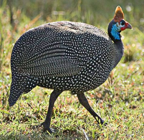 The Helmeted Guineafowl, best known of the guineafowl family, breeds in Africa, mainly south of the Sahara, and has been widely introduced into the West Indies, Brazil, Australia and southern France. Ticks, Close Up