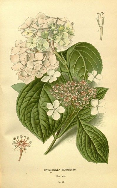 Vintage Hydrangea, Botanical Printables, Bigleaf Hydrangea, Hydrangea Arborescens, Missouri Botanical Garden, Favourite Flowers, Hydrangea Macrophylla, Japanese Decor, Giclee Painting