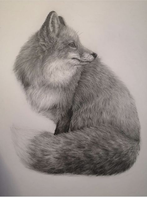 Fox Pencil Drawing, Art Pencil Set, Fox Sketch, Fox Tattoos, Realistic Animal Drawings, Eagle Painting, Pencil Drawings Of Animals, Fox Drawing, Pencil Sketch Drawing