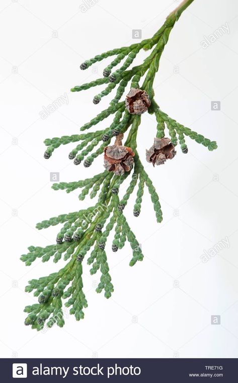 Japanese cypress, Hinoki cypress, Hinoki (Chamaecyparis obtusa), branch with cones and male flowers, cutout Stock Photo Cypress Illustration, Flowers Cutout, Cypress Leaves, Male Flowers, Chamaecyparis Obtusa, Hinoki Cypress, Cypress Trees, Tree Leaves, Christmas Crafts Decorations