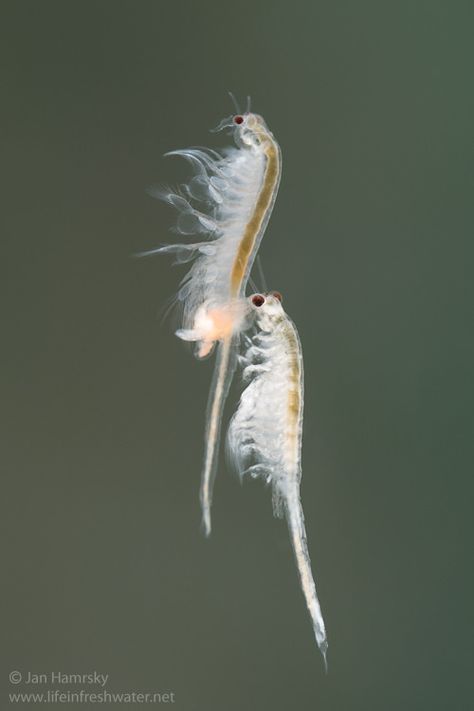 Brine shrimps (Artemia salina) mating | by Jan Hamrsky Underwater Beauty, Mantis Shrimp, Sea Monkeys, Geometry In Nature, Brine Shrimp, Tweedle Dee, Aquatic Creatures, Pond Life, Illustration Techniques