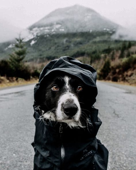 Dog Hiking Aesthetic, Border Collie Training, Dog Hiking, Adventure Dog, Herding Dogs, Border Collie Dog, Dog Adventure, Foto Tips, Blue Merle