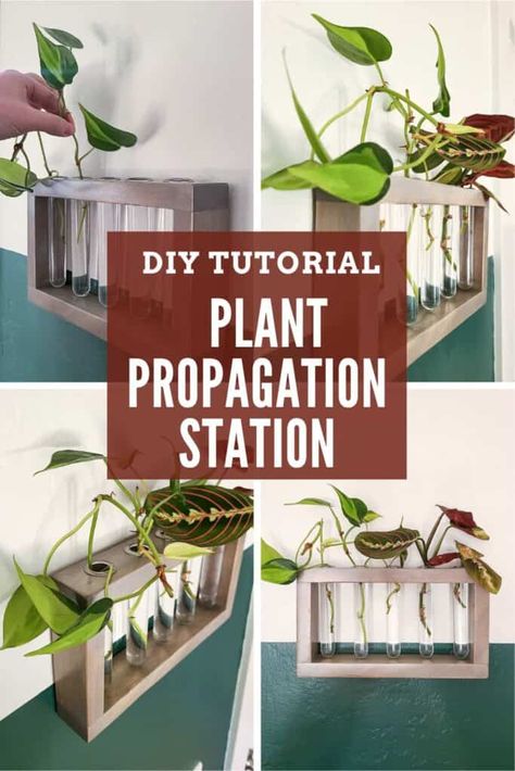 A step-by-step guide and expert tips for building a Propagation Station that Boosts Plant Thriving. Unleash your green thumb potential with our detailed instructions on creating the perfect propagation station. Watch your plants flourish like never before! Diy Propagation Station, Diy Propagation, Plant Propagation Station, Plants At Home, Air Layering, Propagation Station, Hanging Diy, Wooden Items, Wood Craft Projects