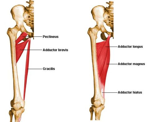 Adductor Longus Muscle, Adductor Magnus Muscle, Thigh Muscle Anatomy, Gracilis Muscle, Adductor Longus, Leg Muscles Anatomy, Adductor Muscles, Hip Anatomy, Human Muscle Anatomy