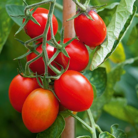 How to grow tomatoes in pots - an easy beginner guide | Ideal Home Garden Potatoes, Tomatoes In Pots, How To Grow Vegetables, How To Grow Tomatoes, Pot Image, Growing Vegetables In Pots, Types Of Tomatoes, Tomato Seedlings, Grow Tomatoes